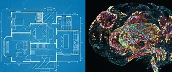 Blueprint of a house design alongside a colorful 3D biological cell model.